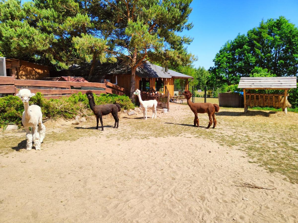 Domek Na Slonecznikowej 흐미엘노 외부 사진